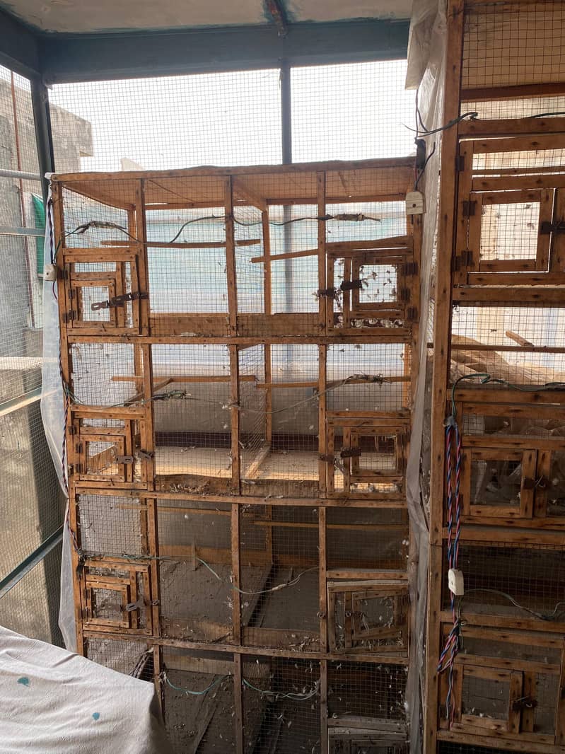 8 box cages 3