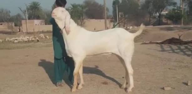 2 Dant Bakra Urgent For Sale _03102718755