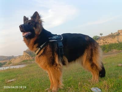 German shepherd
