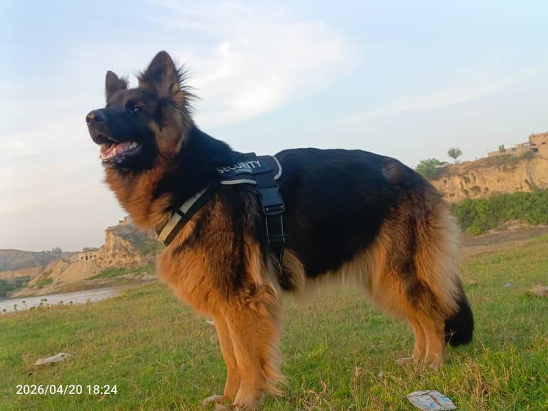 German shepherd 0