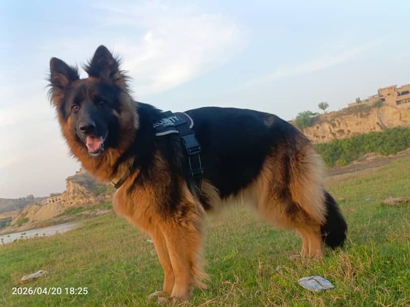 German shepherd 1