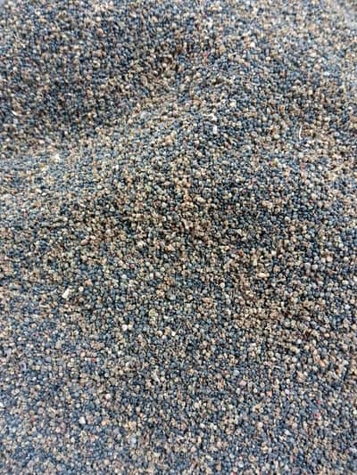 Chenopodium Album seeds