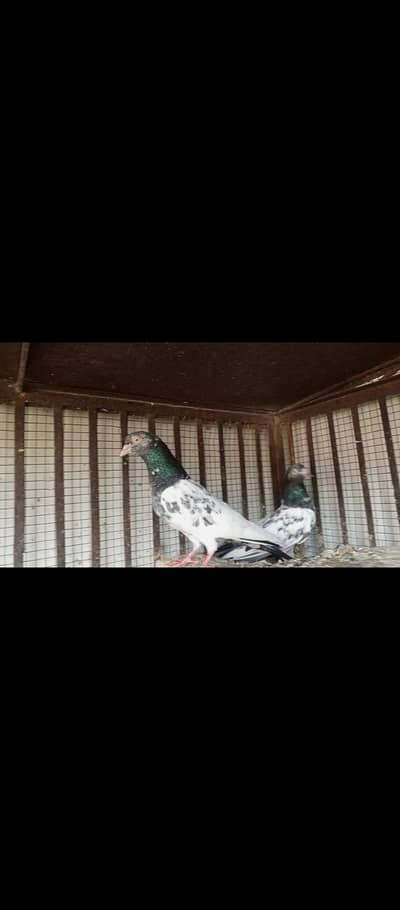 high flyer pigeons
