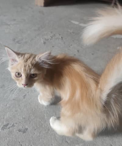 Persian Cat Male Kitten