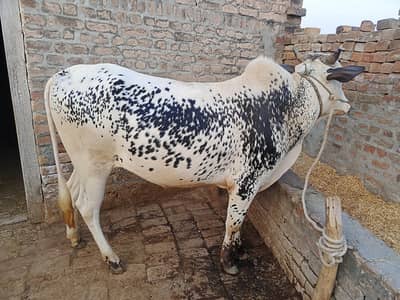 Bull for sale