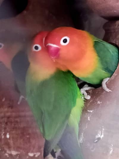 love bird pair and 1 red eyes female 03257580975