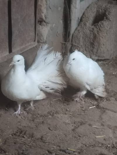 white lucky