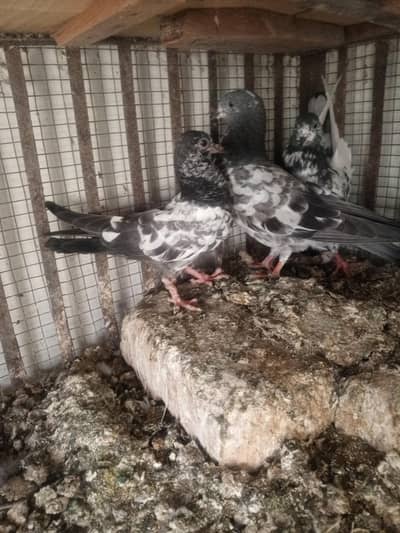 pigeons