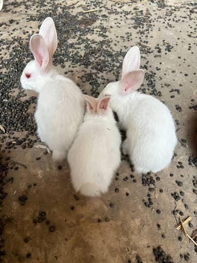 Rabbit Bunnies