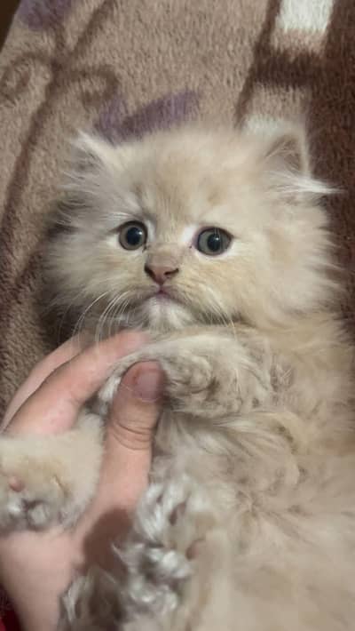 Beautiful Persian kittens