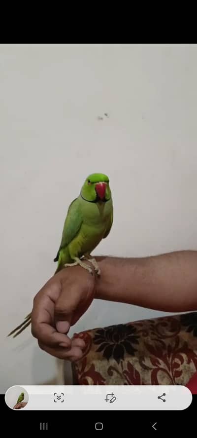 green ringneck parrot