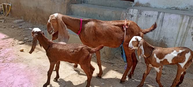 Bakri k sath 2 male bachy shook krny waly hi rapta kren