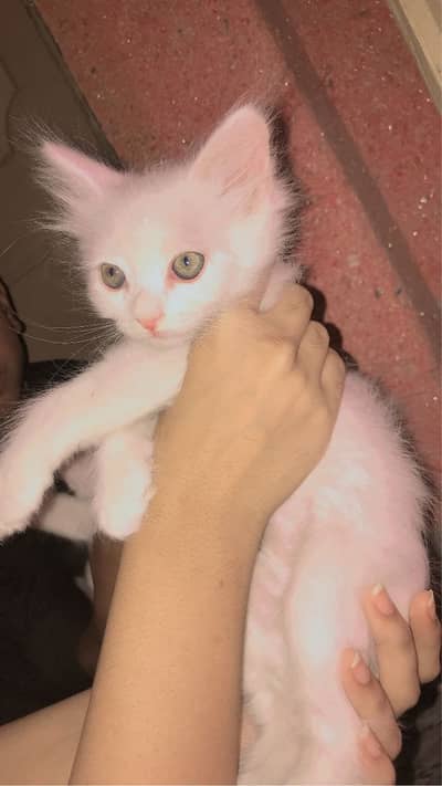 Persian kittern male female for sale