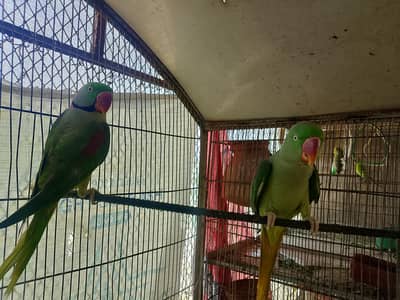 female 2 years male 3 yeras