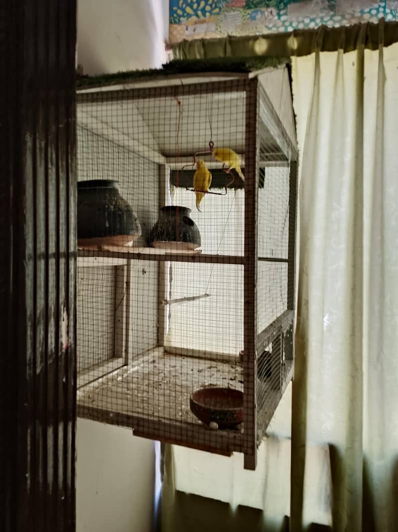 parrots cage 4