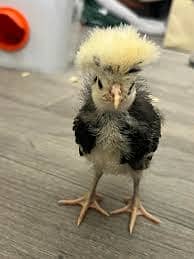 Polish Hen/Chicks for sale