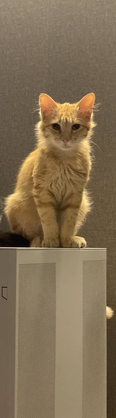 Semi Persian Ginger Color Male Cat