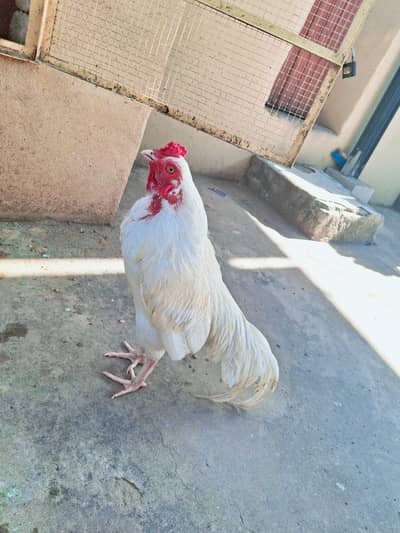 Aseel Heera pair Breeders