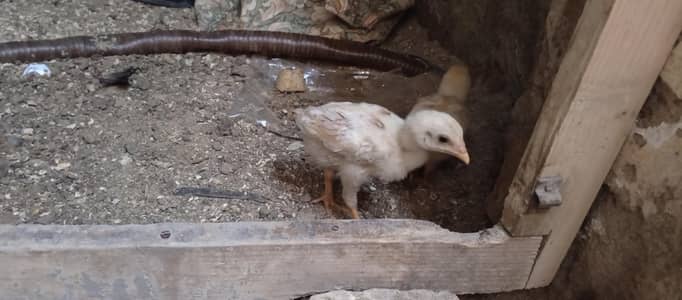 aseeel. . . hen father and sons and mother available price 9.5k