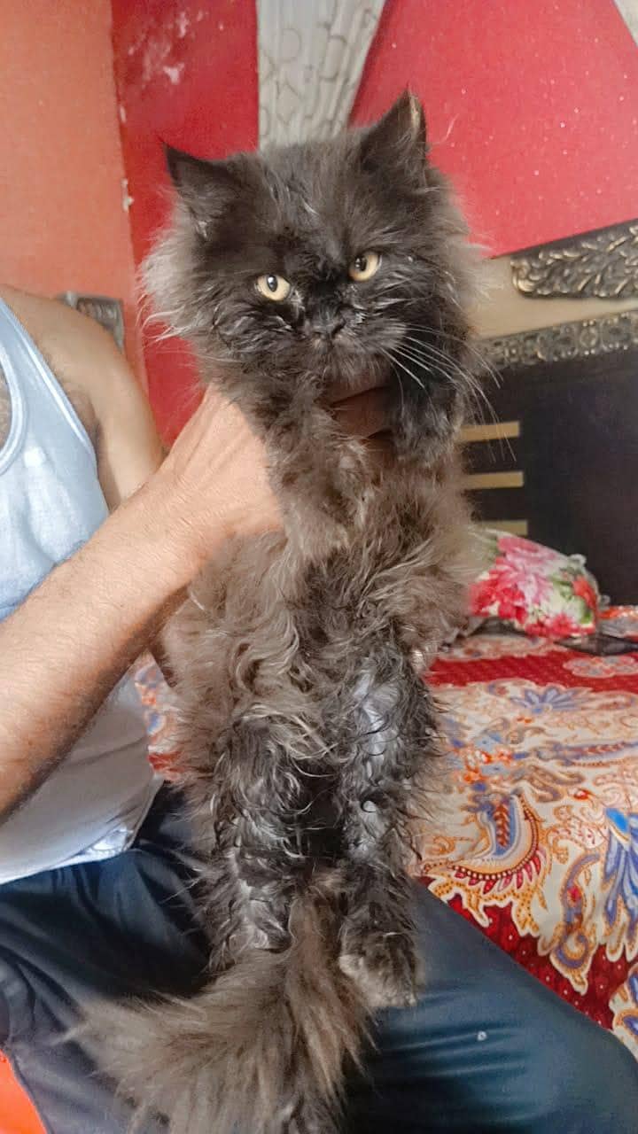 parshion cate 0