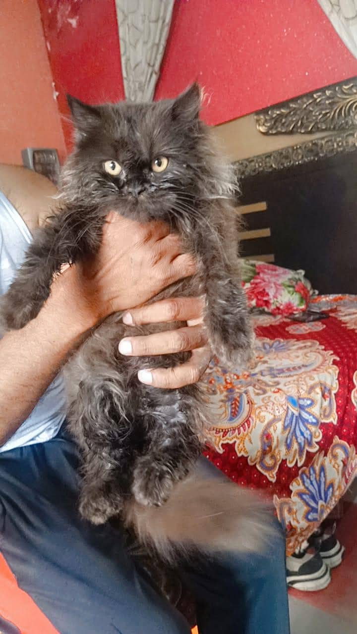 parshion cate 1