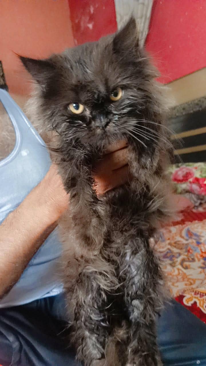 parshion cate 2