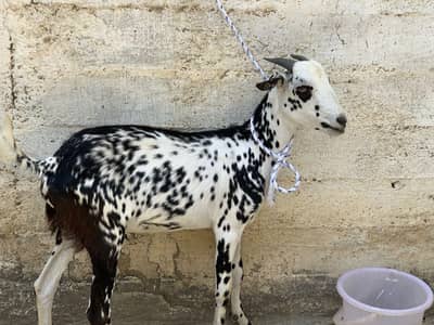 Qurbani k 2 Dant Bakre