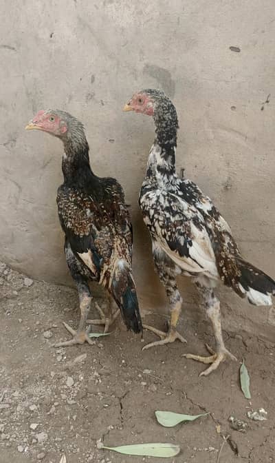 Aseel jawa nd cheena patha. .