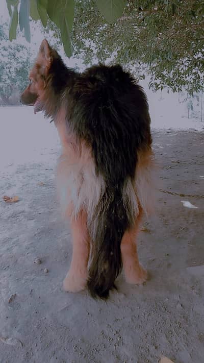 German shepherd for sale