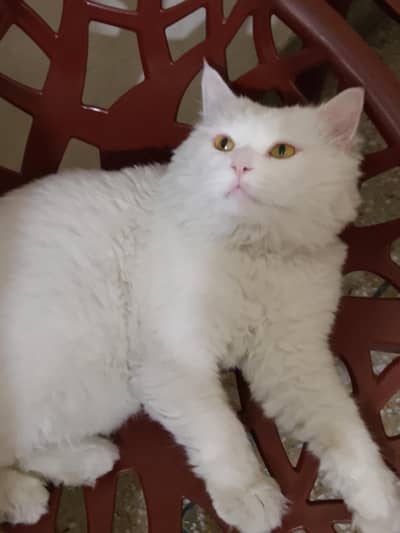 Persion Male Cat