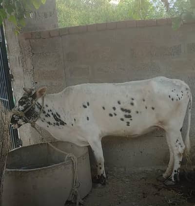 Qurbani K Liye Cow