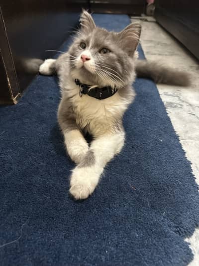 Persian cat
