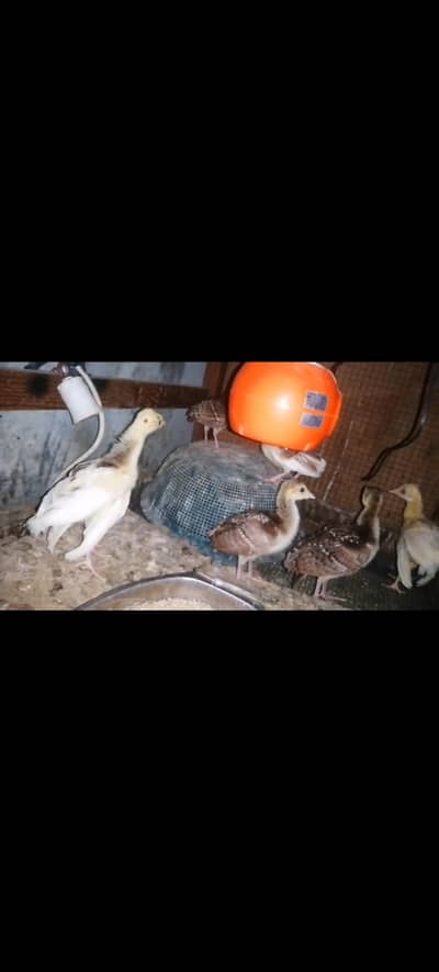 peacock  chick's available for sale location bahawal pur