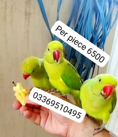 03369510495 Green ringneck parrot handtame male/female available