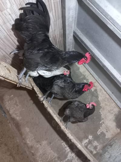 Heritage Australorp