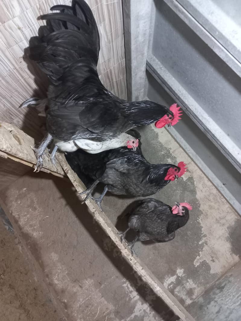 Heritage Australorp 0