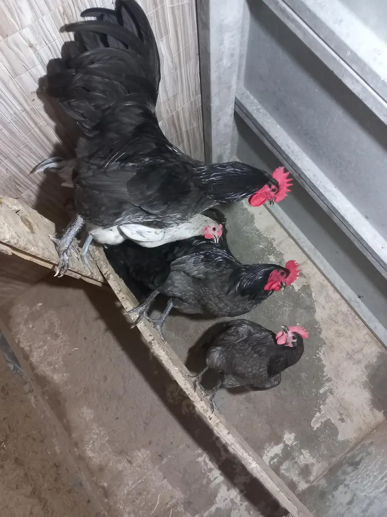 Heritage Australorp