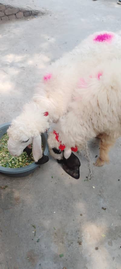 chatre for qurbani