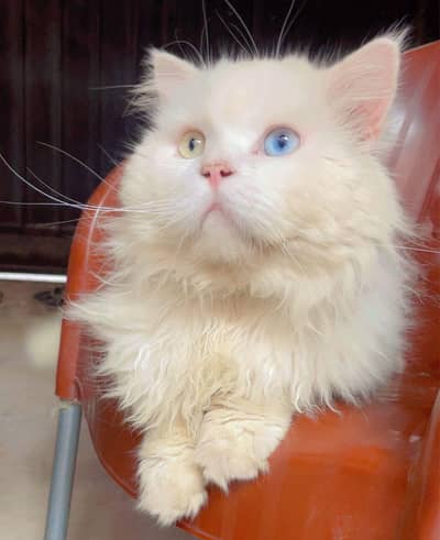 Male Persian cat