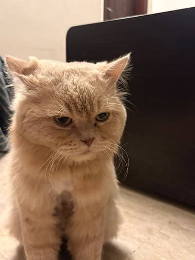 18 months persian cat for sale