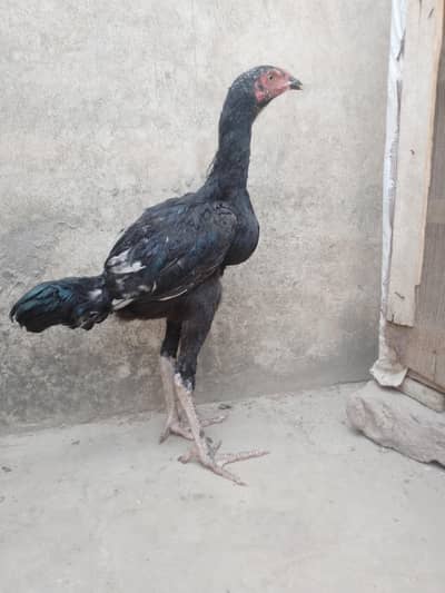 Tall height Aseel 8 Months female