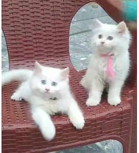 Cat Pair For Sell 03007281235