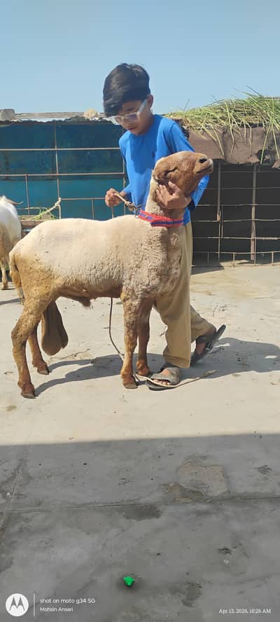 sheep for sale
