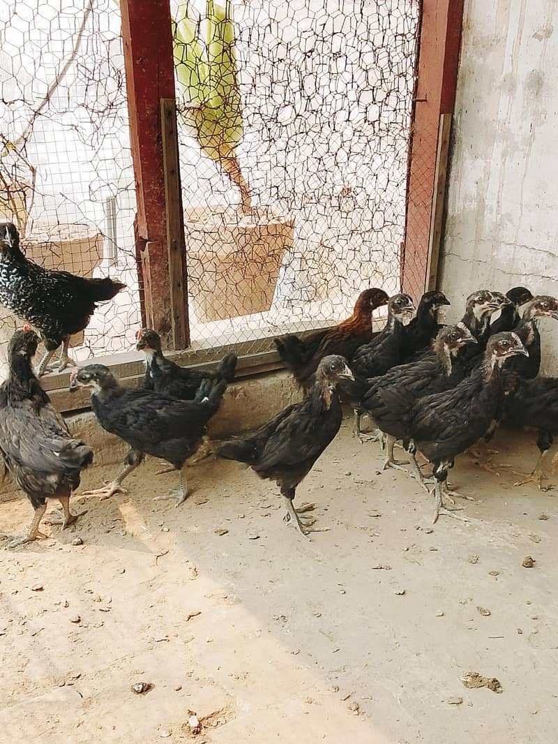 Australorp chicks 0