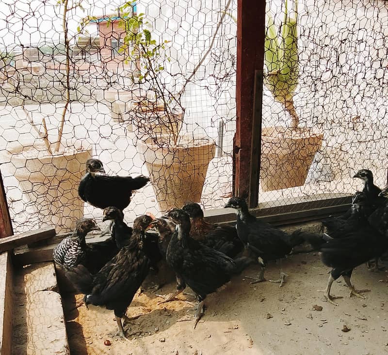 Australorp chicks 1