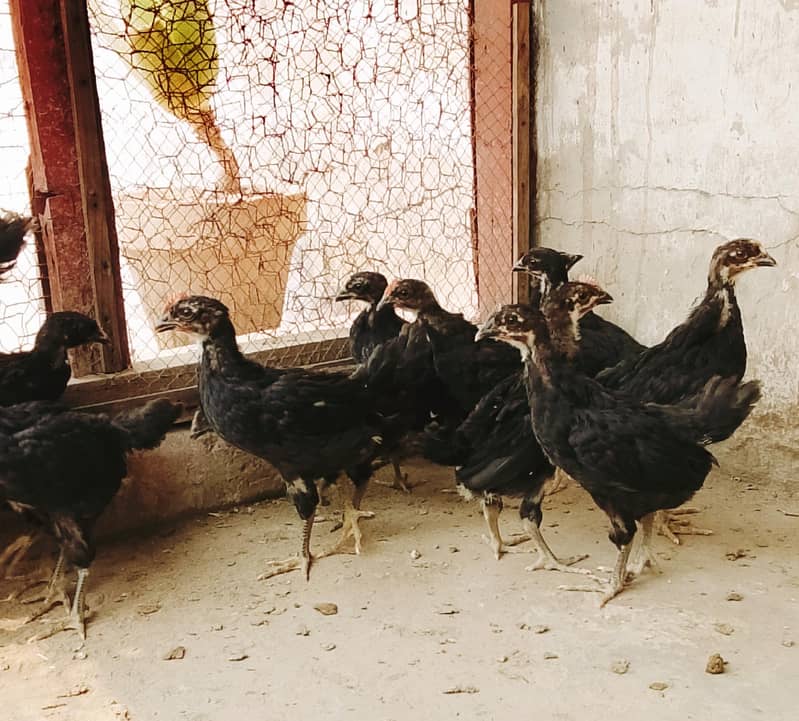 Australorp chicks 2