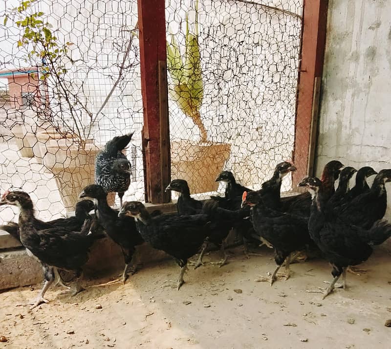 Australorp chicks 4