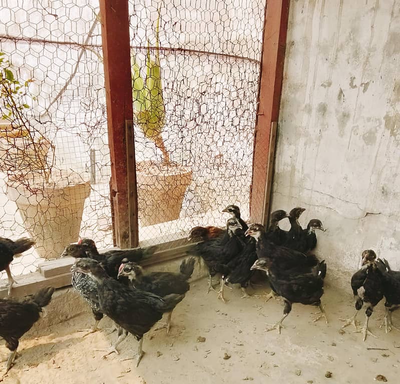 Australorp chicks 5