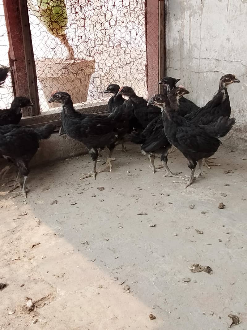 Australorp chicks 6