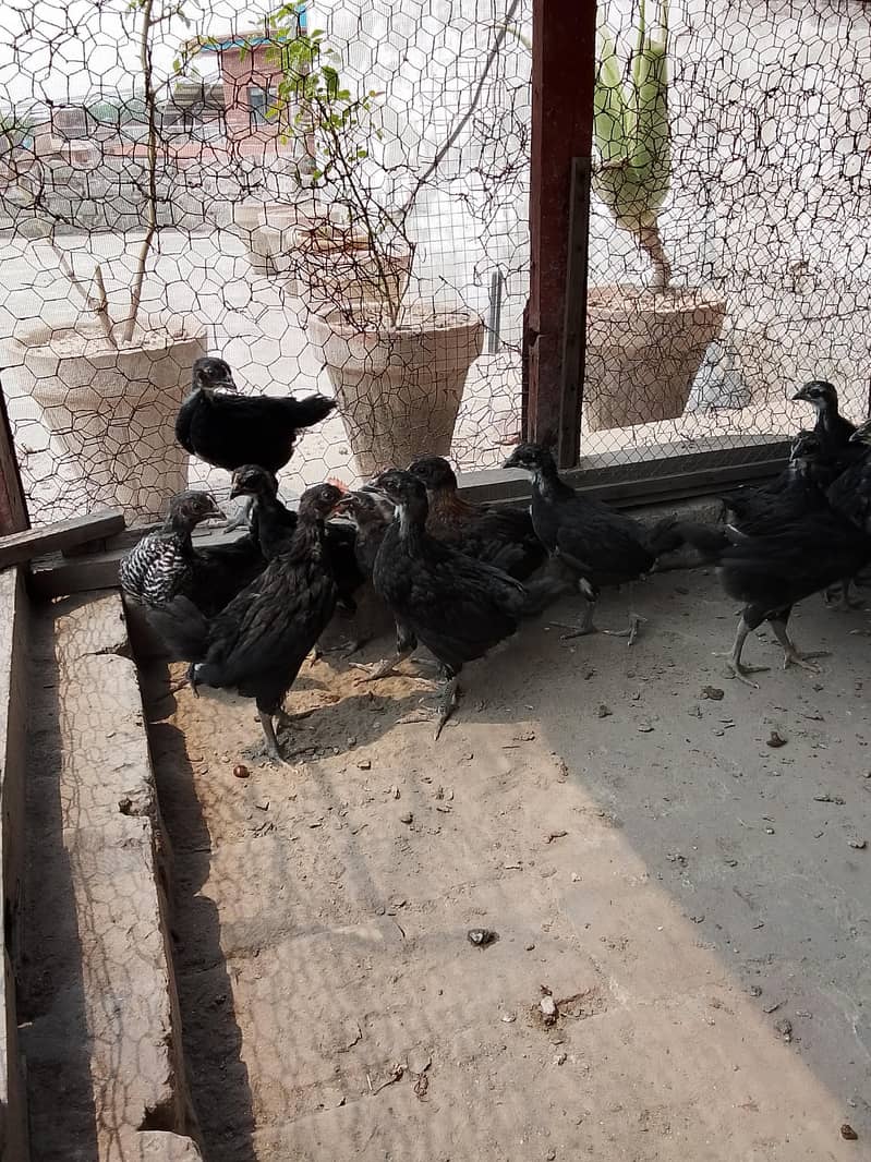 Australorp chicks 7